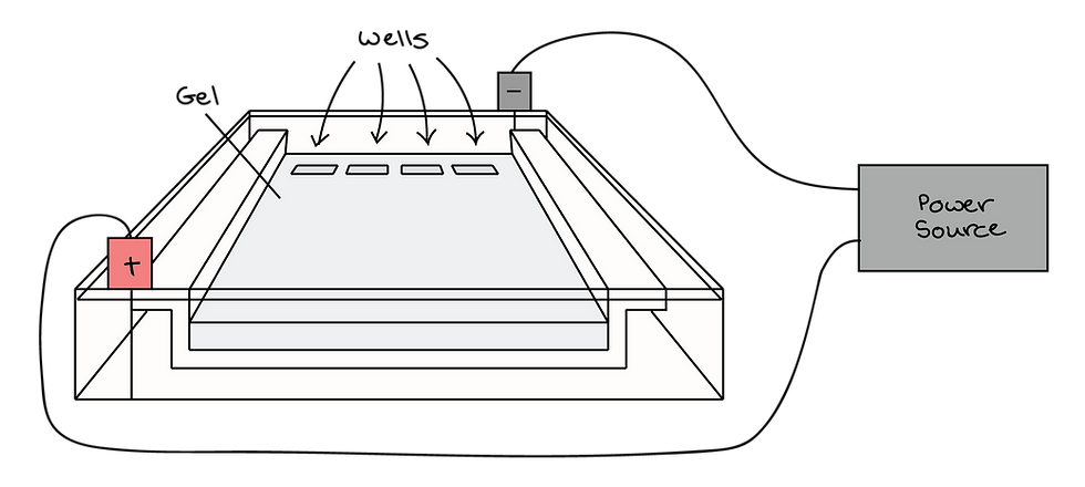 Gel electrophoresis cartridge 