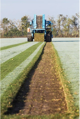 ProSlab 155 harvesting turf